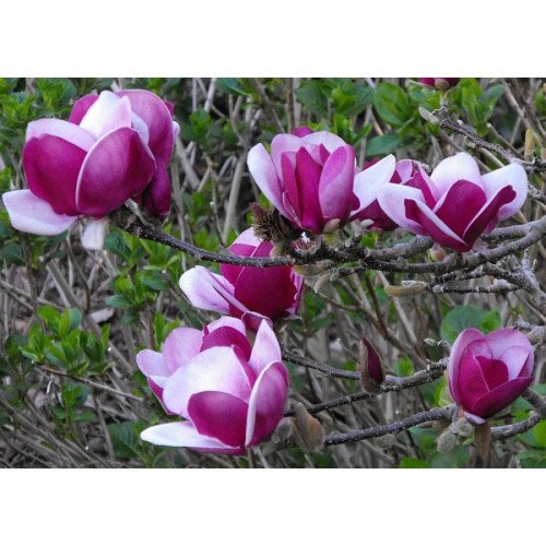 Магнолія Пурпл Глобе MAGNOLIA 'Purple Globe'/ h 150-190