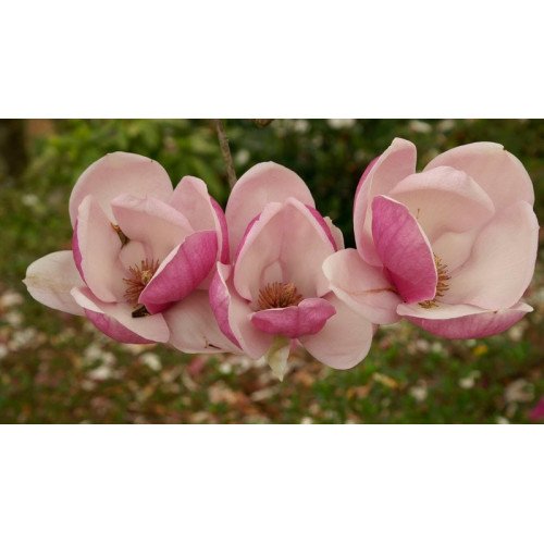 Магнолія Суланжа Рустіка Рубра Magnolia soulangeana Rustica Rubra /h 170-190