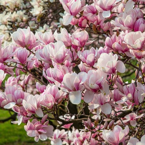 Магнолія Суланжа 'Satisfaction' (Magnolia soulangeana 'Satisfaction') 50-90  С5/ C7,5