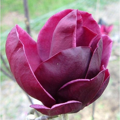 Магнолія 'Джені' (Magnolia 'Genie') 55-100 С3/P16