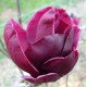 Магнолія 'Джені' (Magnolia 'Genie') 55-100 С3/P16