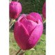 Магнолія 'Black Tulip' PBR (Magnolia 'Black Tulip' PBR) — 180-220, C15