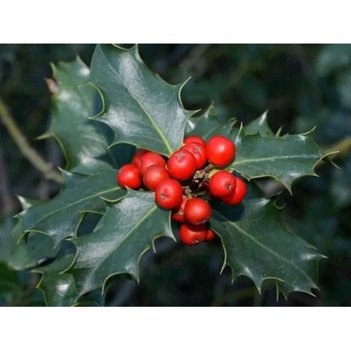 Падуб Блу мейд (Ilex Maeserve 'Blue Maid') h100