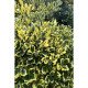 Падуб альтаклеренсіс Голден Кінг  Ilex altaclerensis Golden King  h90