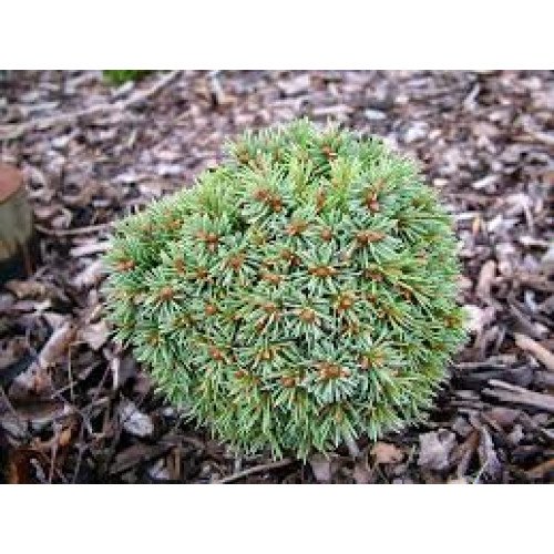 Ялина Енгельмана 'Talbot Lake' ра (Picea engelmannii 'Talbot Lake') 70-85/15-25 С7,5