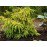 Ялина звичайна 'Gold Finch'  ра (Picea abies 'Gold Finch') 105-115/25-30 С5/C7,5