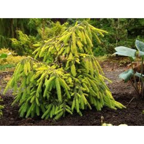 Ялина звичайна 'Gold Finch'  ра (Picea abies 'Gold Finch') 105-115/25-30 С5/C7,5