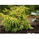 Ялина звичайна 'Gold Finch'  ра (Picea abies 'Gold Finch') 105-115/25-30 С5/C7,5