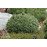 Ялина канадська 'Блу Планет' Picea glauca 'Blue Planet' /h20