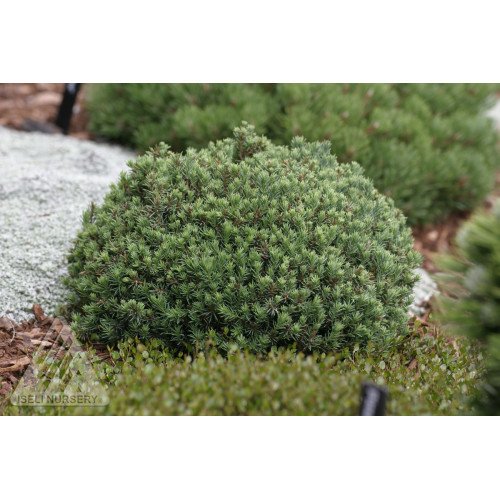 Ялина канадська 'Блу Планет' Picea glauca 'Blue Planet' /h20