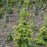 Ялина сербська Аурея Picea Omorika Aurea h90