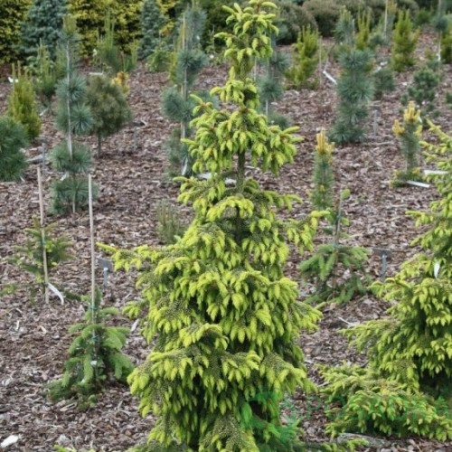 Ялина сербська Аурея Picea Omorika Aurea h90