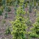 Ялина сербська Аурея Picea Omorika Aurea h90