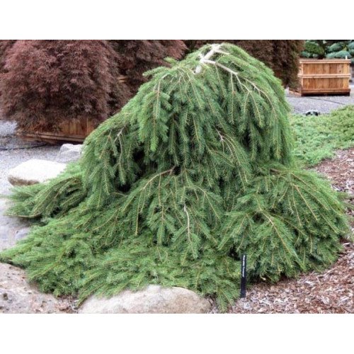 Ялина звичайна 'Форманек' РА  (Picea abies 'Formanek') 100-115/15-30 С5