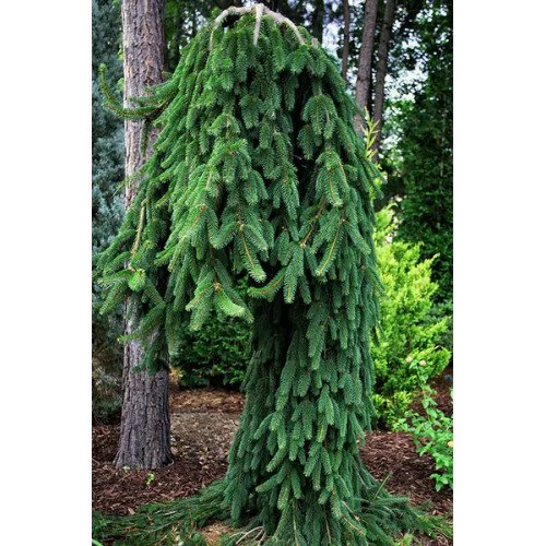 Ялина звичайна Фрохбург (Picea abies Frohburg) h 70