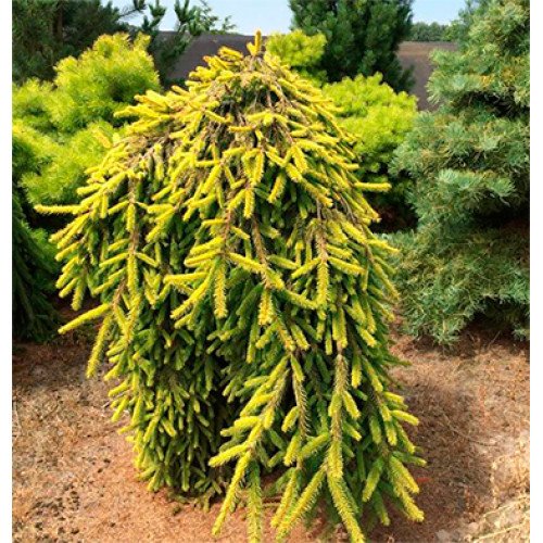 Ялина звичайна 'Голд Дріфт' (Picea abies 'Gold Drift')  pa 135-170/25-40 С5