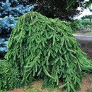 Ялина звичайна Інверса (Picea abies Inversa) stam 110-140cm