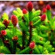 Ялина звичайна 'Pusch' (Picea abies 'Pusch') — 10-20 см, C2/P14