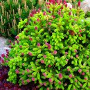 Ялина звичайна Уайлд Страубері pa  Picea abies Wild Strawberry 40cm