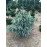 Ялина енгельмана Блю Маго Picea engelmannii 'Blue Magoo'  h 60-75