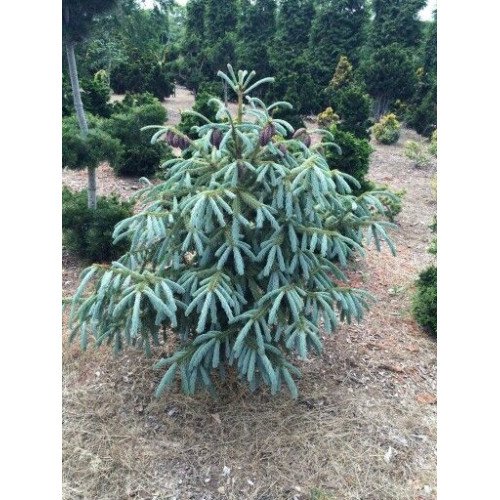 Ялина енгельмана Блю Маго Picea engelmannii 'Blue Magoo'  h 60-75