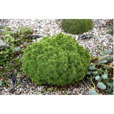 Ялина сиза 'Alberta Globe' (Picea glauca 'Alberta Globe') — 10-20 см, C2