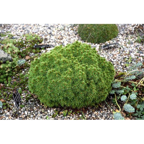 Ялина сиза 'Alberta Globe' (Picea glauca 'Alberta Globe') — 10-20 см, C2