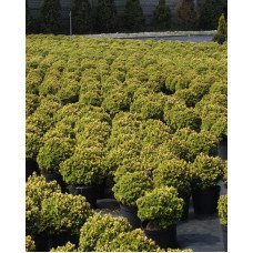 Ялина канадська 'Dendrofarma Gold' Picea glauca 'Dendrofarma Gold' h 10-15 см, C2