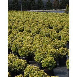 Ялина канадська 'Dendrofarma Gold' Picea glauca 'Dendrofarma Gold' h 10-15 см, C2