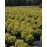 Ялина канадська 'Dendrofarma Gold' Picea glauca 'Dendrofarma Gold' h 10-15 см, C2
