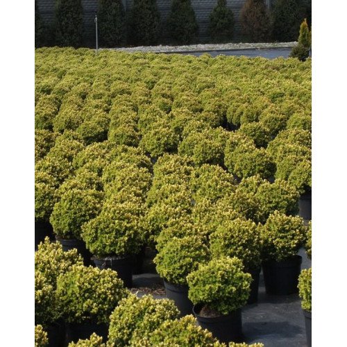Ялина канадська 'Dendrofarma Gold' Picea glauca 'Dendrofarma Gold' h 10-15 см, C2
