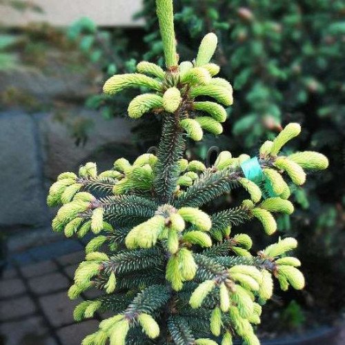 Ялина чорна маріанна хорстманн Picea mariana 'aurea'/ h 65-70