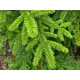 Ялина чорна маріанна хорстманн Picea mariana 'Horstmann'  / h 25