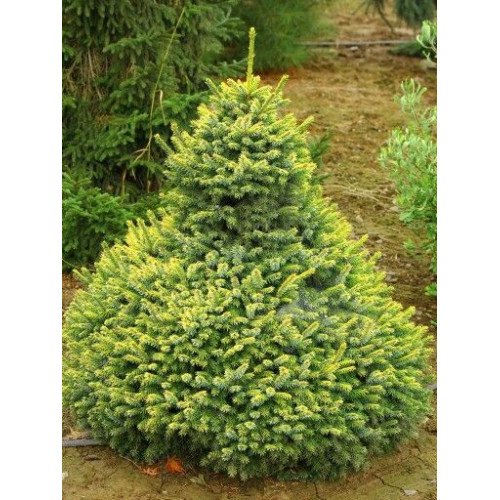 Ялина сербська 'Peve Tijn' ра (Picea omorika 'Peve Tijn') 100-115/15-20 С5