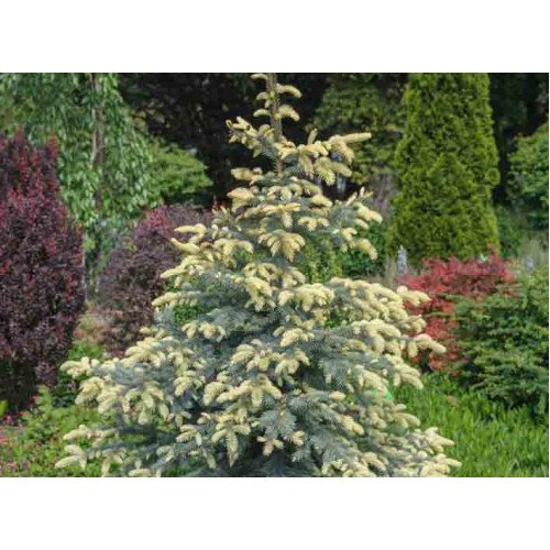 Ялина колюча Біалобок Picea pungens Bialobok h25