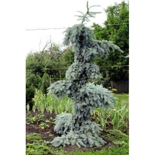 Ялина колюча 'Glauca Pendula' (Picea pungens 'Glauca Pendula') 25-35 С5