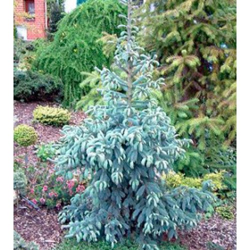 Ялина Енгельмана 