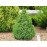 Ялина канадська 'Коніка' Picea glauca 'Conica/h45