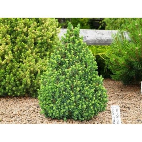 Ялина сиза 'Conica' (Picea glauca 'Conica') — 50-70 см, C7,5