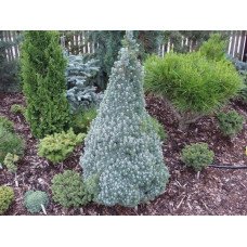 Ялина сиза 'Conica Blue' (Picea glauca 'Conica Blue') — 40-55 см, C7,5