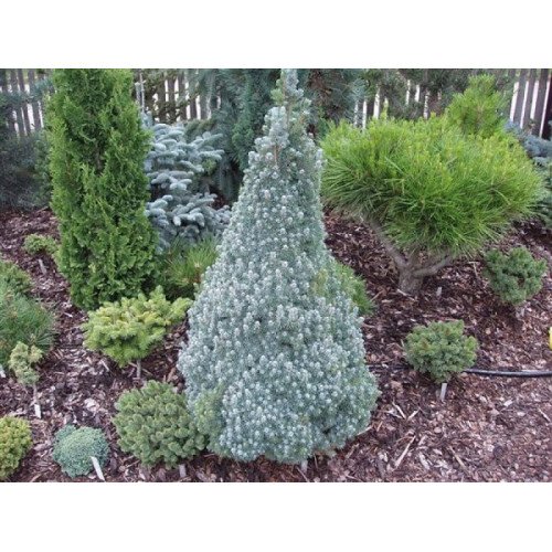 Ялина сиза 'Conica Blue' (Picea glauca 'Conica Blue') — 40-55 см, C7,5