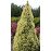 Ялина канадська 'Daisy's White' Picea glauca 'Daisy's White' h 30-45 см, C3