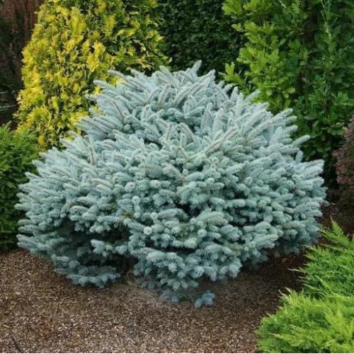 Ялина колюча Глаука Компакта  Picea Compacta/ h40x40