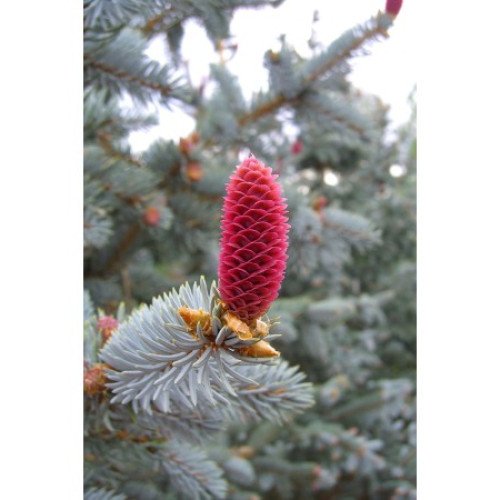 Ялина колюча 'Хупсі' (Picea pungens 'Hoopsii')h 30-40