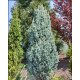 Ялина колюча 'Ізелі Фастігіата', Picea pungens 'Iseli Fastigiata /h40