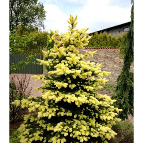 Ялина колюча «Майголд» — Picea pungens «Maigold»/ h 40-50