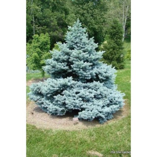 Ялина колюча 'Montgomery' (Picea pungens 'Montgomery') 15-30 С5