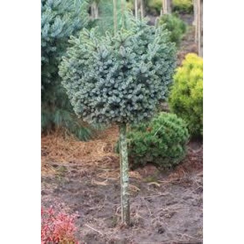 Ялина ситхінська 'Silberzwerg' (Picea sitchensis 'Silberzwerg') 15-25 С5