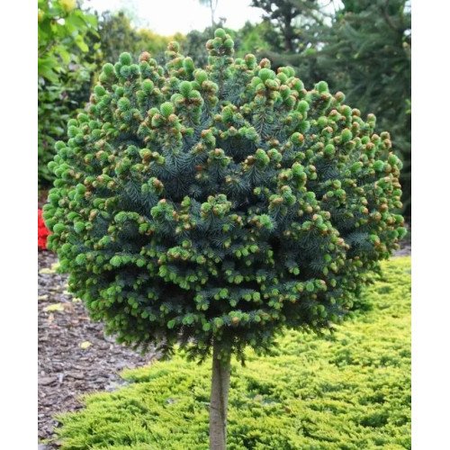 Ялина ситхінська 'Тенас' (Picea sitchensis 'Tenas') 15-25 С5