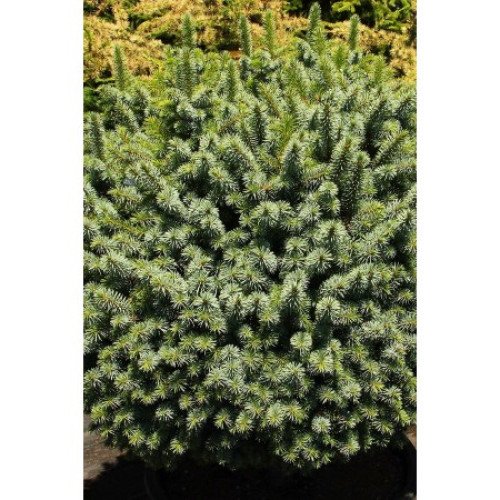 Ялина ситхінська 'Міджет' (Picea sitchensis 'Midget') 15-20 С5